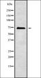 Peroxisomal Biogenesis Factor 5 antibody, orb338533, Biorbyt, Western Blot image 