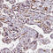 CD34 antibody, HPA036723, Atlas Antibodies, Immunohistochemistry paraffin image 