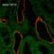 ENaC-Alpha antibody, SMC-242D-A594, StressMarq, Immunohistochemistry frozen image 