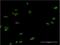 LIM Homeobox 4 antibody, H00089884-M15, Novus Biologicals, Immunocytochemistry image 