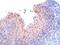 RAN Binding Protein 9 antibody, MBS420081, MyBioSource, Immunohistochemistry paraffin image 