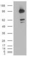 CUB Domain Containing Protein 1 antibody, PA1-33196, Invitrogen Antibodies, Western Blot image 