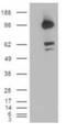 CUB Domain Containing Protein 1 antibody, PA1-33196, Invitrogen Antibodies, Western Blot image 