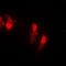 Cystatin-beta antibody, LS-C352073, Lifespan Biosciences, Immunofluorescence image 