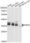 Endomucin antibody, LS-C749144, Lifespan Biosciences, Western Blot image 