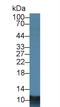 S100 Calcium Binding Protein A8 antibody, LS-C374262, Lifespan Biosciences, Western Blot image 