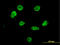 Heterogeneous Nuclear Ribonucleoprotein M antibody, LS-B4384, Lifespan Biosciences, Immunofluorescence image 