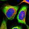 Eukaryotic Translation Initiation Factor 3 Subunit H antibody, NBP1-84870, Novus Biologicals, Immunofluorescence image 