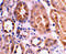 BCL2 Interacting Protein 3 Like antibody, 2289, ProSci, Immunohistochemistry paraffin image 