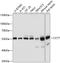 Chaperonin Containing TCP1 Subunit 7 antibody, 14-278, ProSci, Western Blot image 
