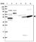 Tetratricopeptide Repeat Domain 23 antibody, HPA039806, Atlas Antibodies, Western Blot image 