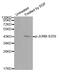 JunB Proto-Oncogene, AP-1 Transcription Factor Subunit antibody, MBS128384, MyBioSource, Western Blot image 