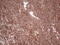 Laminin Subunit Beta 3 antibody, CF806062, Origene, Immunohistochemistry frozen image 