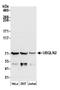 UBQLN2 antibody, A305-370A, Bethyl Labs, Western Blot image 