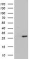 Integrin cytoplasmic domain-associated protein 1 antibody, TA803847, Origene, Western Blot image 
