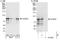 Coiled-Coil Domain Containing 8 antibody, NBP1-50021, Novus Biologicals, Western Blot image 