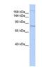 UBR1 antibody, NBP1-54976, Novus Biologicals, Western Blot image 