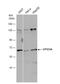 VPS33A Core Subunit Of CORVET And HOPS Complexes antibody, NBP2-20872, Novus Biologicals, Western Blot image 