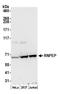 Arginyl Aminopeptidase antibody, A305-611A-M, Bethyl Labs, Western Blot image 