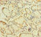 Zinc Finger Protein 26 antibody, LS-C370575, Lifespan Biosciences, Immunohistochemistry paraffin image 