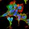 Adrenoceptor Alpha 2C antibody, orb99104, Biorbyt, Immunofluorescence image 