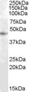 Target Of Myb1 Like 1 Membrane Trafficking Protein antibody, 46-719, ProSci, Western Blot image 