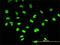 Chromobox 3 antibody, H00011335-M01, Novus Biologicals, Immunocytochemistry image 