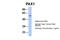 Paired Box 1 antibody, 27-130, ProSci, Western Blot image 