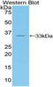 Tubulin Beta 1 Class VI antibody, LS-C296837, Lifespan Biosciences, Western Blot image 