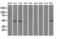Isocitrate Dehydrogenase (NADP(+)) 1, Cytosolic antibody, LS-C114706, Lifespan Biosciences, Western Blot image 