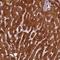 Paraoxonase 3 antibody, NBP1-86074, Novus Biologicals, Immunohistochemistry frozen image 