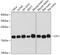 Cofilin 1 antibody, 16-844, ProSci, Western Blot image 