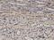 WT1 Associated Protein antibody, H00009589-M01, Novus Biologicals, Immunohistochemistry paraffin image 