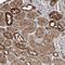 Basic Helix-Loop-Helix Family Member E23 antibody, PA5-56510, Invitrogen Antibodies, Immunohistochemistry frozen image 