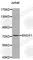 Ecto-NOX Disulfide-Thiol Exchanger 1 antibody, A5586, ABclonal Technology, Western Blot image 