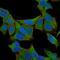 Fascin Actin-Bundling Protein 1 antibody, GTX34719, GeneTex, Immunofluorescence image 