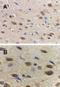 Adiponectin, C1Q And Collagen Domain Containing antibody, NBP1-77217, Novus Biologicals, Immunohistochemistry frozen image 