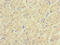 CDC42 Effector Protein 2 antibody, LS-C396082, Lifespan Biosciences, Immunohistochemistry paraffin image 