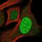 SP110 Nuclear Body Protein antibody, NBP2-56189, Novus Biologicals, Immunofluorescence image 