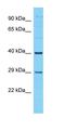 Tetratricopeptide Repeat Domain 34 antibody, orb327184, Biorbyt, Western Blot image 