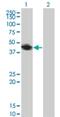 RN133 antibody, H00168433-M01, Novus Biologicals, Western Blot image 