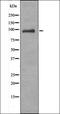 Vav Guanine Nucleotide Exchange Factor 1 antibody, orb335689, Biorbyt, Western Blot image 