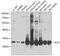 AU RNA Binding Methylglutaconyl-CoA Hydratase antibody, GTX55527, GeneTex, Western Blot image 
