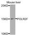 RNA Polymerase II Subunit F antibody, abx001507, Abbexa, Western Blot image 