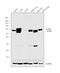 Aldehyde Dehydrogenase 2 Family Member antibody, PA5-11483, Invitrogen Antibodies, Western Blot image 