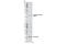 Cell Division Cycle 42 antibody, 2461S, Cell Signaling Technology, Western Blot image 