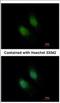 Syntaxin Binding Protein 2 antibody, NBP2-20527, Novus Biologicals, Immunocytochemistry image 