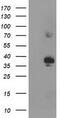 NAD-dependent deacetylase sirtuin-6 antibody, CF503670, Origene, Western Blot image 