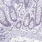 Serpin B13 antibody, HPA057129, Atlas Antibodies, Immunohistochemistry frozen image 