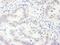 100 kDa protein antibody, A303-539A, Bethyl Labs, Immunohistochemistry frozen image 